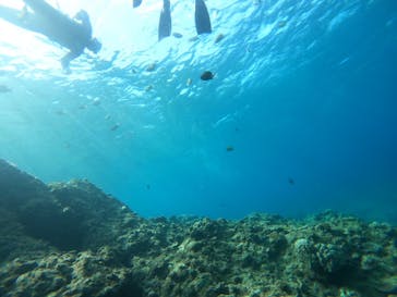 DIVING-SHOP SUNSに投稿された画像（2022/3/12）