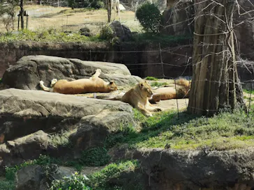 天王寺動物園に投稿された画像（2022/3/12）