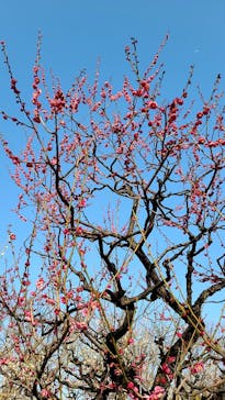 大阪城天守閣に投稿された画像（2022/3/12）