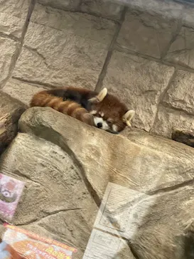 天王寺動物園に投稿された画像（2022/3/12）