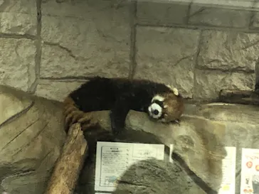 天王寺動物園に投稿された画像（2022/3/12）