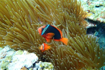 石垣島 ADVENTURE PiPi（イシガキジマアドベンチャーピピ）に投稿された画像（2022/3/12）