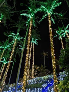 美らヤシパークオキナワ・東南植物楽園に投稿された画像（2022/3/12）