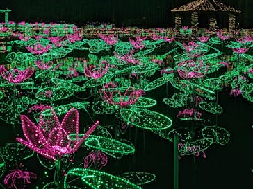 美らヤシパークオキナワ・東南植物楽園に投稿された画像（2022/3/12）