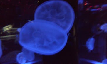 マクセル アクアパーク品川に投稿された画像（2022/3/12）