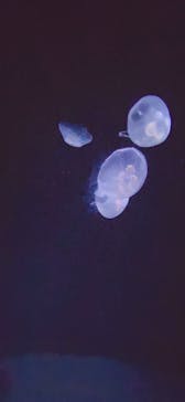 サンシャイン水族館に投稿された画像（2022/3/12）