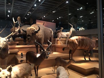 国立科学博物館に投稿された画像（2022/3/12）