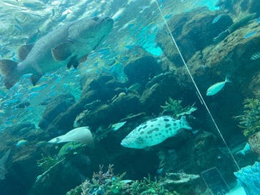 名古屋港水族館に投稿された画像（2022/3/12）