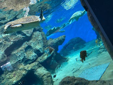 名古屋港水族館に投稿された画像（2022/3/12）