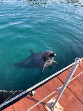 うみたま体験パーク 「つくみイルカ島」に投稿された画像（2022/3/12）