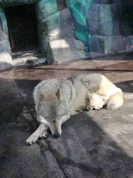 天王寺動物園に投稿された画像（2022/3/12）