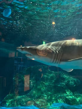 しながわ水族館に投稿された画像（2022/3/12）