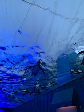 サンシャイン水族館に投稿された画像（2022/3/12）