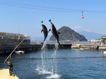 伊豆・三津シーパラダイスに投稿された画像（2022/3/12）