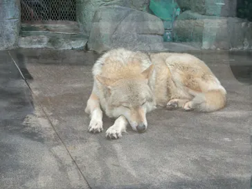 天王寺動物園に投稿された画像（2022/3/12）