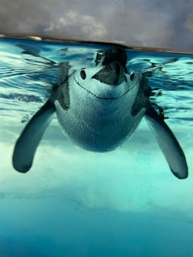 名古屋港水族館に投稿された画像（2022/3/12）