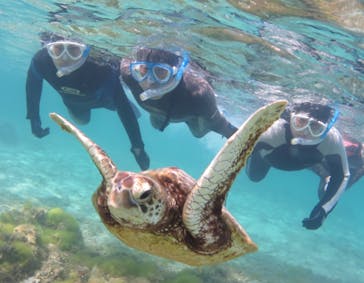 アマミエンシスに投稿された画像（2022/3/12）