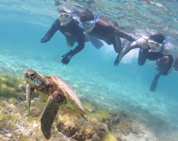 アマミエンシスに投稿された画像（2022/3/12）