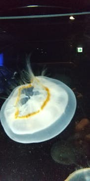 名古屋港水族館に投稿された画像（2022/3/12）