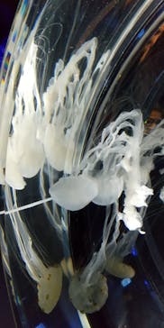 名古屋港水族館に投稿された画像（2022/3/12）