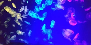 名古屋港水族館に投稿された画像（2022/3/12）