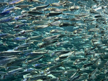 サンシャイン水族館に投稿された画像（2022/3/12）