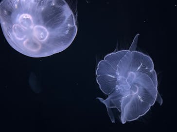 サンシャイン水族館に投稿された画像（2022/3/12）