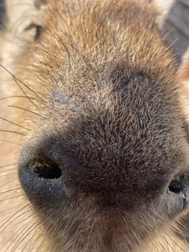 那須どうぶつ王国に投稿された画像（2022/3/13）
