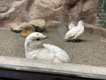 那須どうぶつ王国に投稿された画像（2022/3/13）