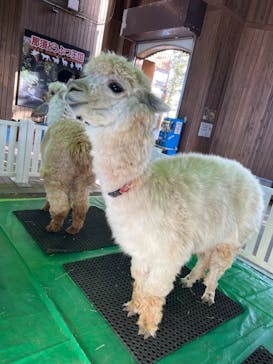 那須どうぶつ王国に投稿された画像（2022/3/13）