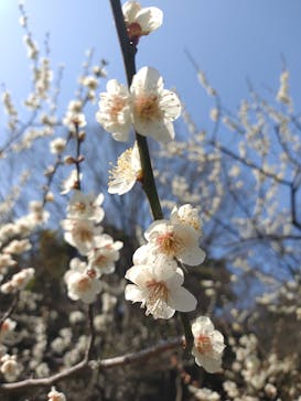 三溪園に投稿された画像（2022/3/13）