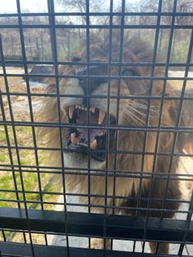 那須サファリパークに投稿された画像（2022/3/13）