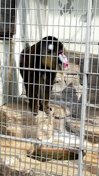 天王寺動物園に投稿された画像（2022/3/13）