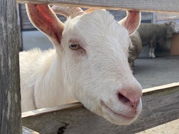 アロハガーデンたてやまに投稿された画像（2022/3/13）