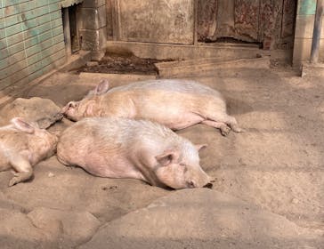 アロハガーデンたてやまに投稿された画像（2022/3/13）