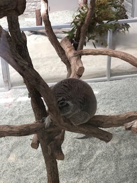 淡路ファームパーク イングランドの丘に投稿された画像（2022/3/13）