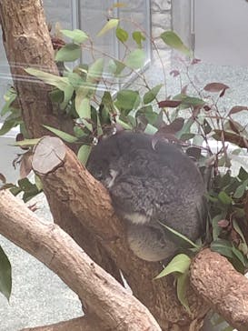 淡路ファームパーク イングランドの丘に投稿された画像（2022/3/13）