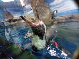 新江ノ島水族館に投稿された画像（2022/3/13）
