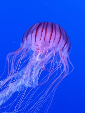 新江ノ島水族館に投稿された画像（2022/3/13）