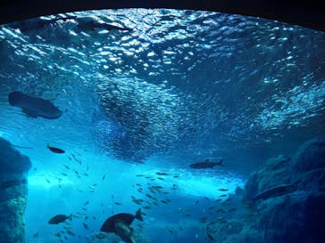 新江ノ島水族館に投稿された画像（2022/3/13）