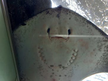 新江ノ島水族館に投稿された画像（2022/3/13）