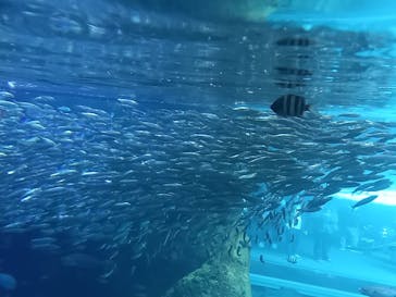 新江ノ島水族館に投稿された画像（2022/3/13）