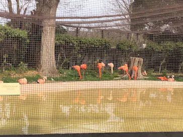 天王寺動物園に投稿された画像（2022/3/13）