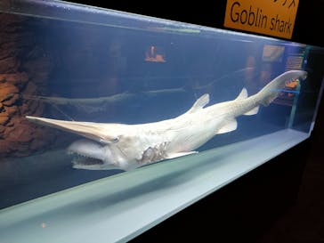 沖縄美ら海水族館に投稿された画像（2022/3/13）