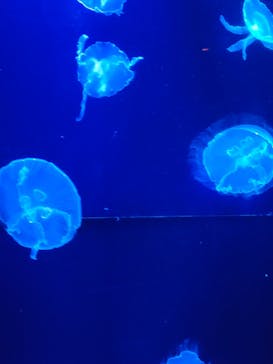 沖縄美ら海水族館に投稿された画像（2022/3/13）