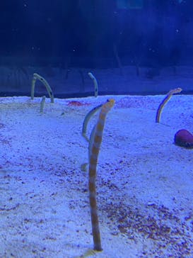 名古屋港水族館に投稿された画像（2022/3/13）