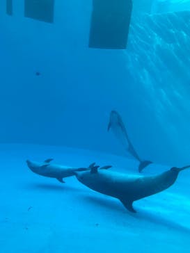 名古屋港水族館に投稿された画像（2022/3/13）