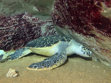 九十九島水族館海きららに投稿された画像（2022/3/13）