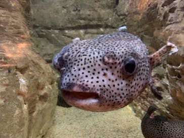 九十九島水族館海きららに投稿された画像（2022/3/13）
