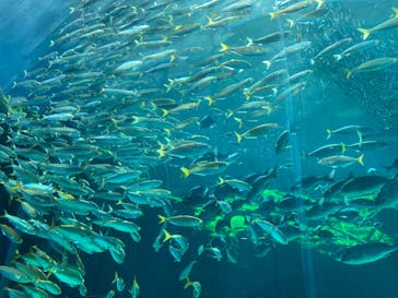 九十九島水族館海きららに投稿された画像（2022/3/13）